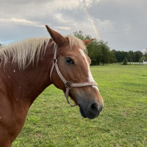 Redstone Ranch Equestrian Facility, Dover DE