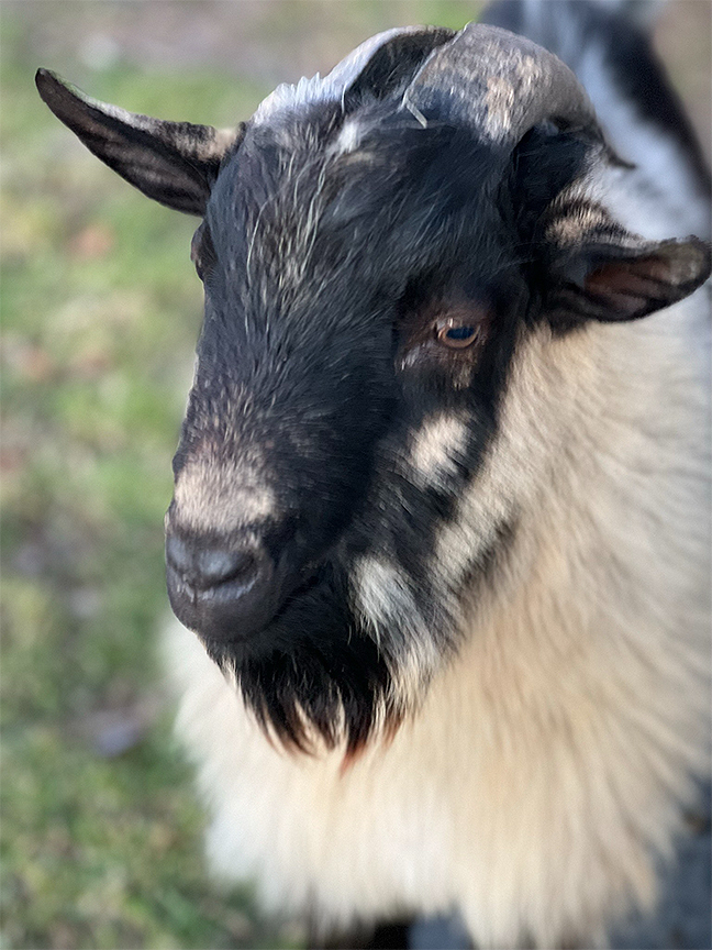 Graham the Nigerian Dwarf goat, Redstone Ranch / Symphony Acres, Kent County Delaware