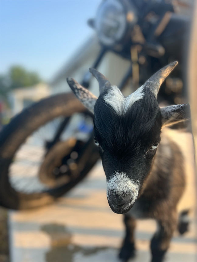 Poppy the Nigerian Dwarf goat, Redstone Ranch / Symphony Acres, Kent County Delaware