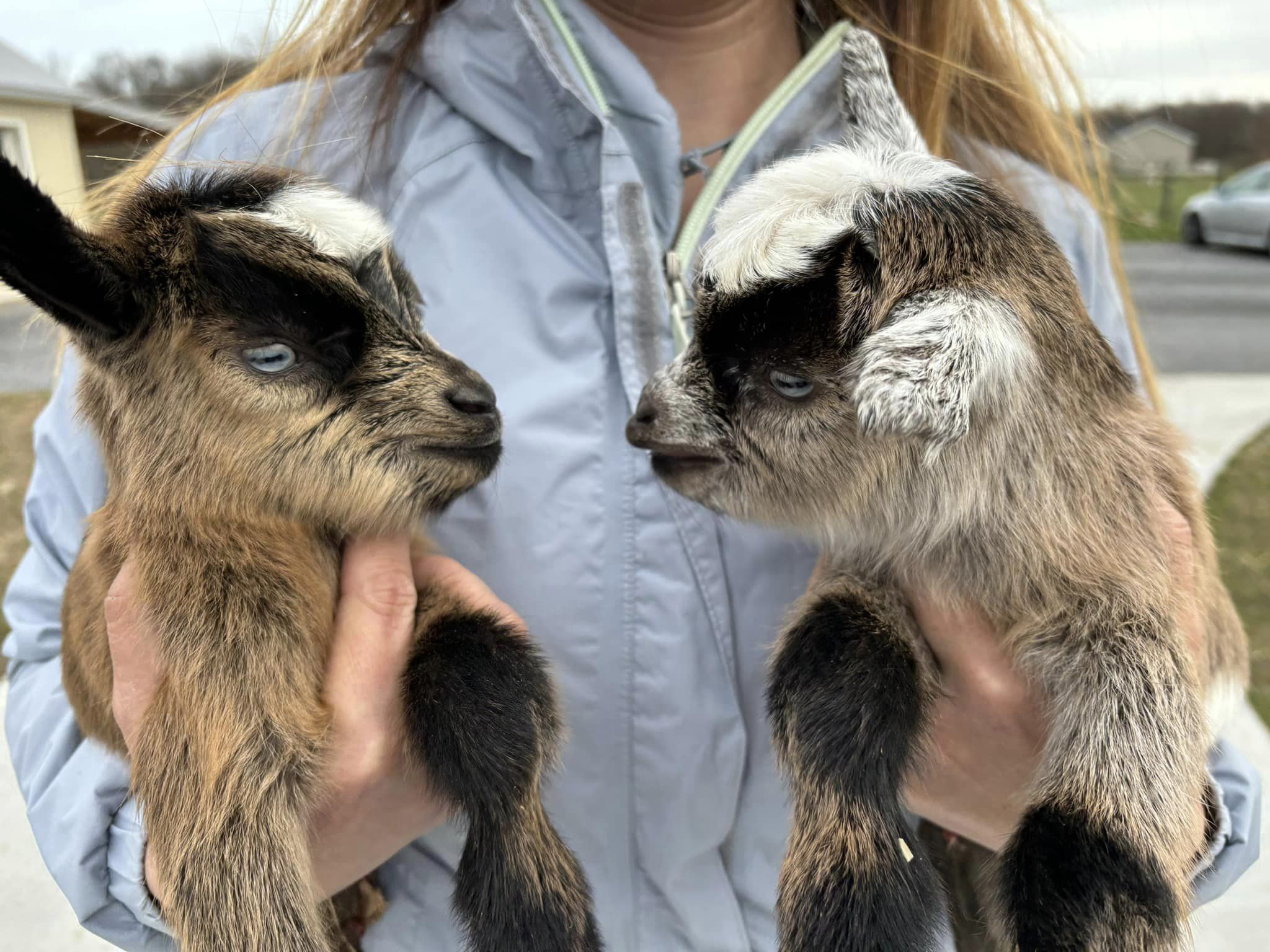 Redstone Ranch DE • Symphony Acres